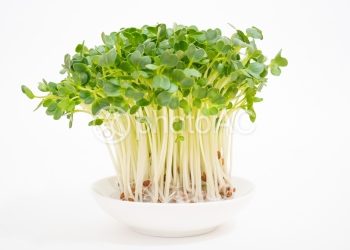 生綠豆芽