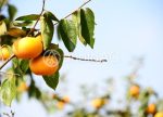 希望之聲 - FM96.1 灣區台