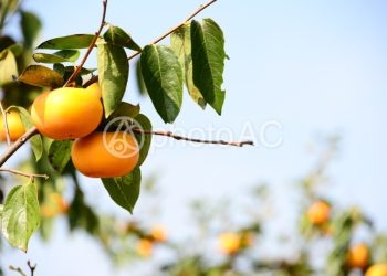 怎樣讓牛油果和橙子樹盡快結果？