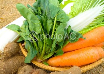 如何儲備食物之蔬菜