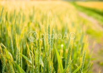 現代小麥的問題