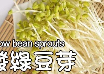 生綠豆芽的做法