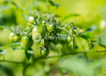 番茄為何開花不結果?