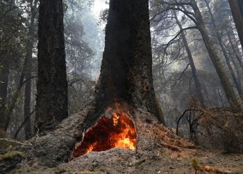加州為何山火頻發？ SFO新增快篩測試點
