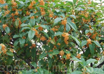 桂花樹如何澆水施肥和分枝?