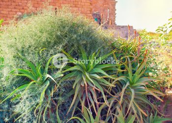 蘆薈為何葉子發黃?仙人掌怎麼食用?