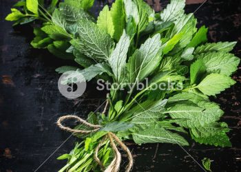 薄荷醬與薄荷雞蛋餅