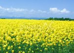 希望之聲 - FM96.1 灣區台