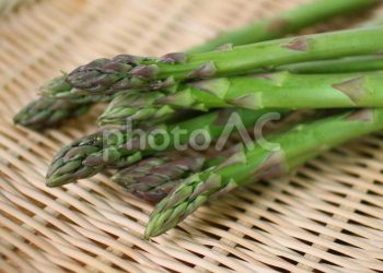 蘆筍怎麼種植？