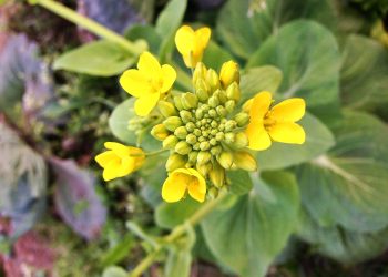 如何種植油菜?