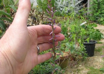 一種天然白虎湯幫您趕走暑氣