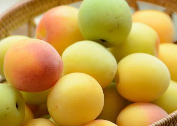 如何種植西梅Prune？