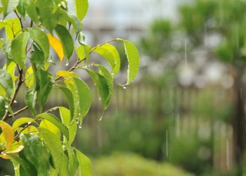 風暴來臨前做何準備?牛油果怎麼繁殖?