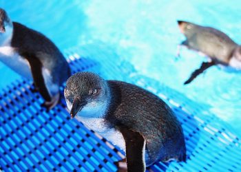 加州野生動物隊從秘魯漏油事故中救企鵝
