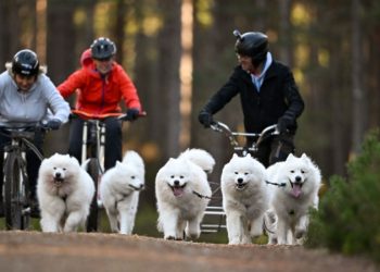灣區可能爆發犬瘟熱，危及家養寵物