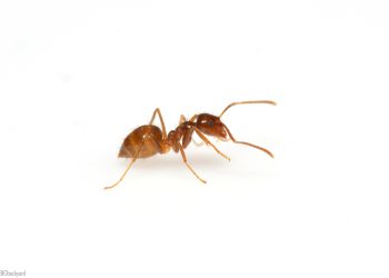 學家發現對抗瘋蟻的真菌