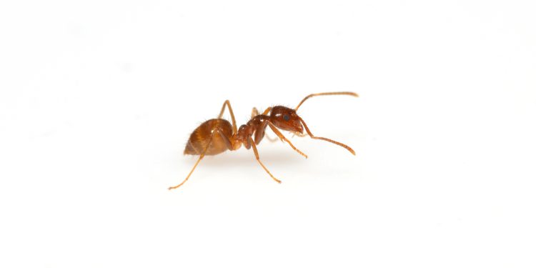 「茶色瘋蟻」（Tawny crazy ants）示意圖（Wikimedia Commons）