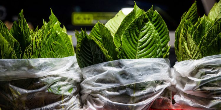Kratom草藥。（Getty Images）