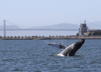 籠具纏住鯨魚 加州商業捕蟹本月關閉