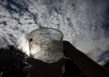 加州或在野外釋放轉基因蚊子