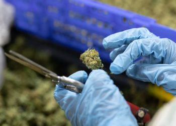 Los Gatos將對大麻銷售合法化進行表決