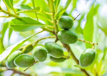 如何調整光照促進開花結果？香菜怎麼播種施肥？
