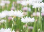 希望之聲 - FM96.1 灣區台
