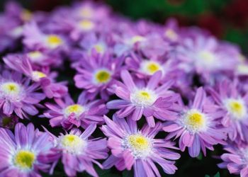 許哥回來啦！水果樹和菊花何時剪枝？