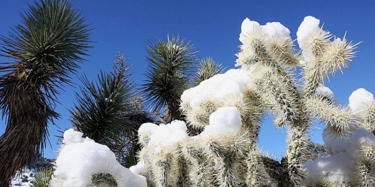 加州山區的降雪。（Getty Images）