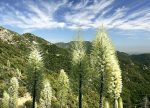 希望之聲 - FM96.1 灣區台