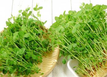 怎樣把豆芽菜種的粗壯？