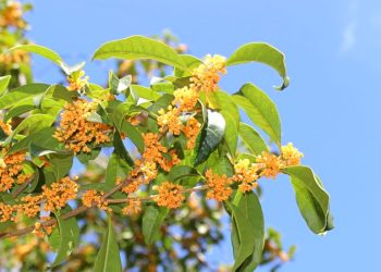 四季桂怎樣種花更香？山茶花焦邊 怎麼辦？