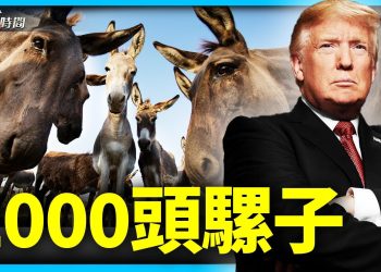 2020年大選，到底發生了什麼？