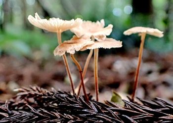為什麼要吃蘑菇