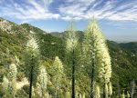 希望之聲 - FM96.1 灣區台 希望之聲 - FM96.1 灣區台