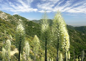 來露營？加州州立公園預訂制度的變化