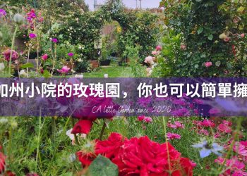 兩年成功種植了一百多棵玫瑰，有什麼獨特的方法？
