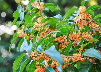 桂花樹為何葉尖發皺？香椿老葉用途