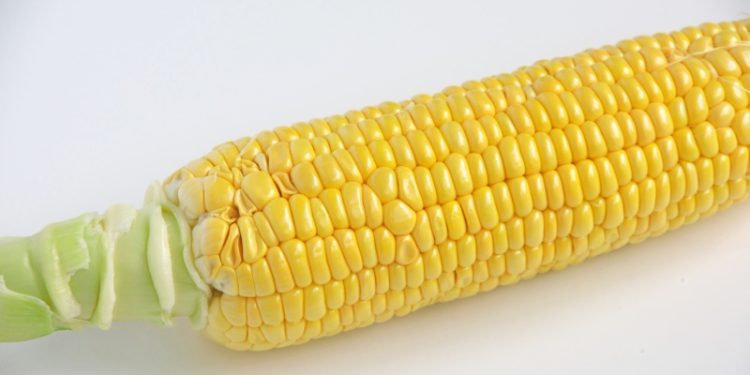 玉米。（Photo AC）
