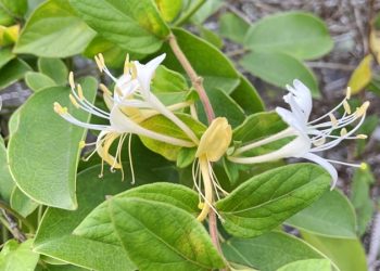 金銀花茶飲