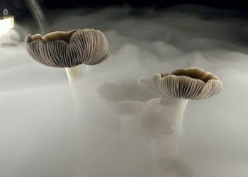 加州議會批准致幻蘑菇合法化，家長該怎麼辦？