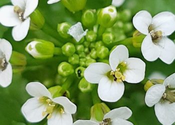 如何種植西洋菜？