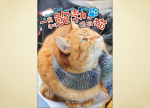 希望之聲 - FM96.1 灣區台