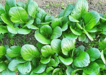 夏菜冬菜連種有哪些巧妙安排的方法？