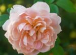 希望之聲 - FM96.1 灣區台