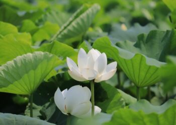 如果種植蓮藕？蓮花和荷花的區別？