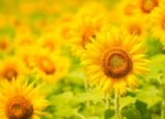 希望之聲 - FM96.1 灣區台