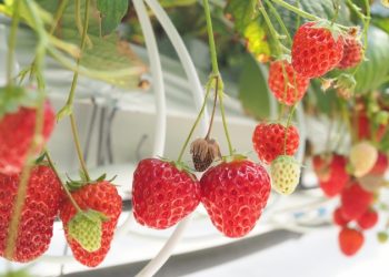 蔬果農藥殘留新排名