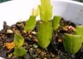 植物的扦插、嫁接、空中壓條有哪些操作要點？