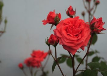 哪些月季好養？可以為月季種哪些伴生草花？